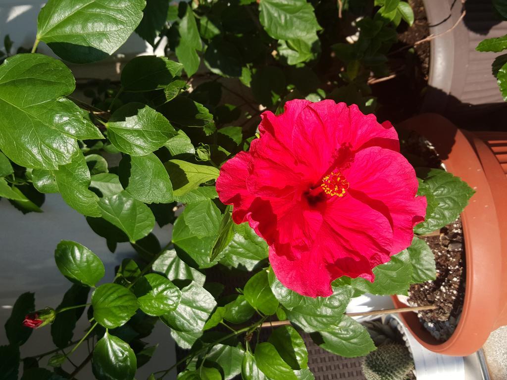 Hibiscus Guest House Budua Esterno foto