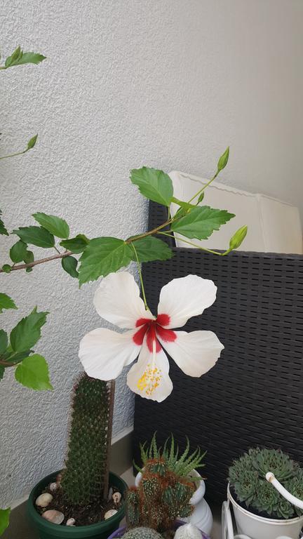 Hibiscus Guest House Budua Esterno foto