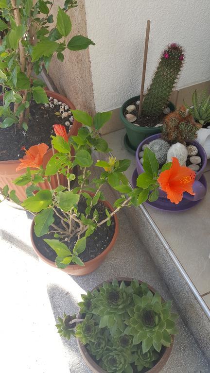 Hibiscus Guest House Budua Esterno foto