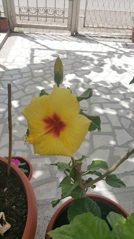 Hibiscus Guest House Budua Esterno foto